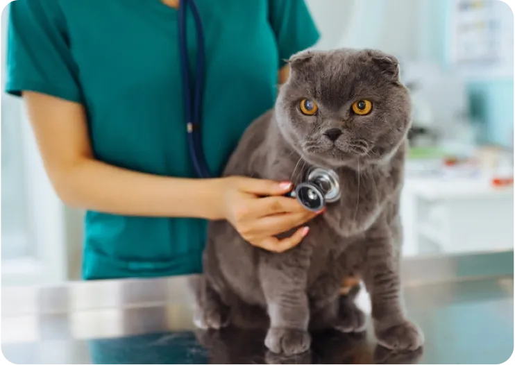 Veterinary Consultation